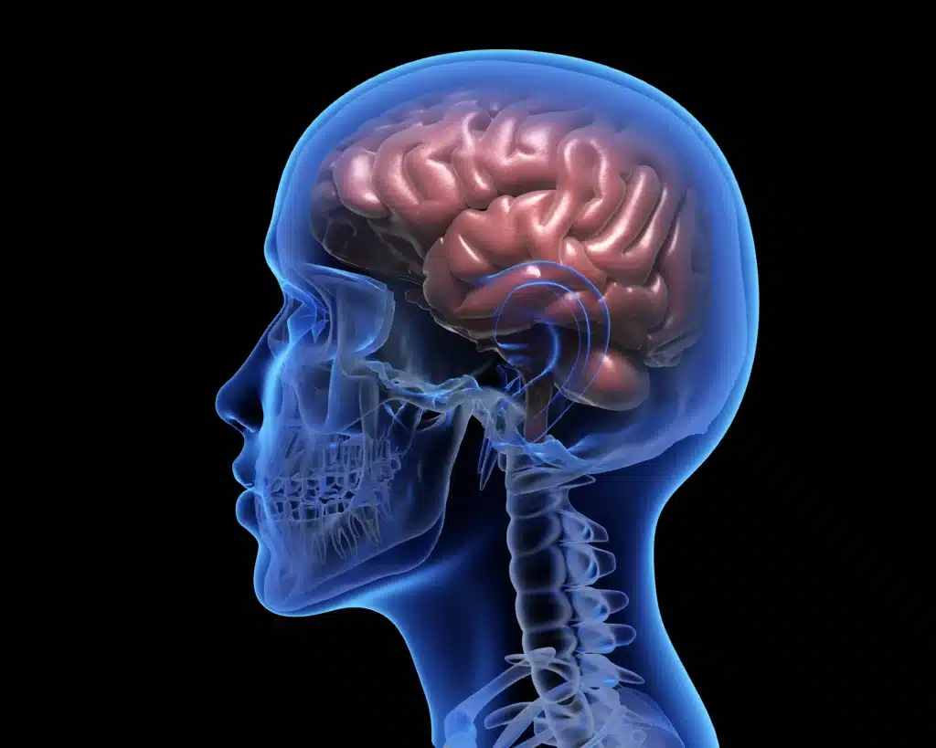 3D dimension showing the brain