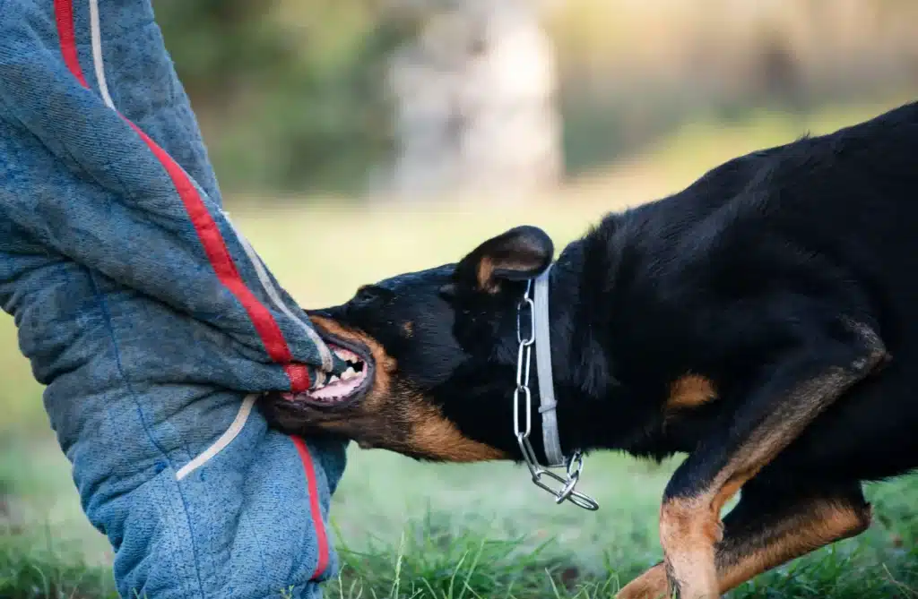 Dog biting a man's leg