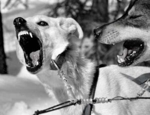 What To Do After A Dog Bite