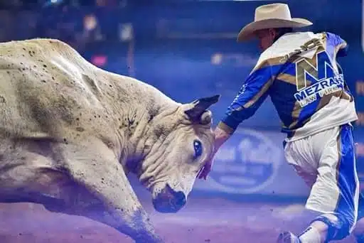 Bull chasing a bullrider