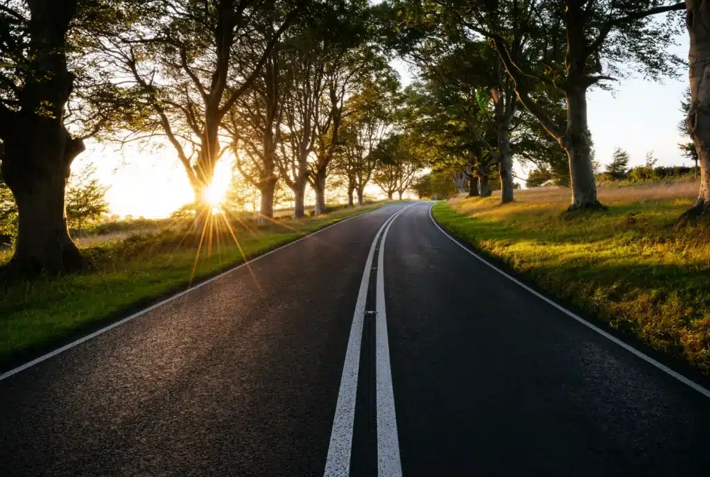 Beautiful tree lined road with sunset